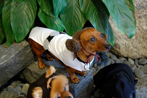 5 Easy DIY Pet Costumes for Halloween