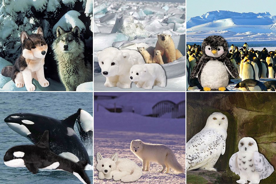Cold Weather Critters