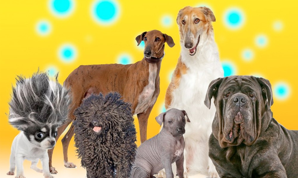 New Douglas Dog Breeds